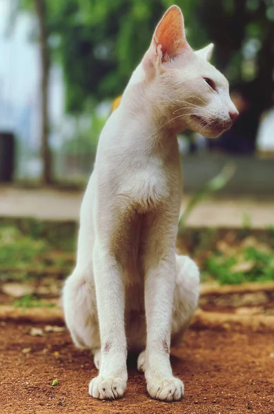 Beyaz Kedi Sokakta Oturuyor — Stok fotoğraf