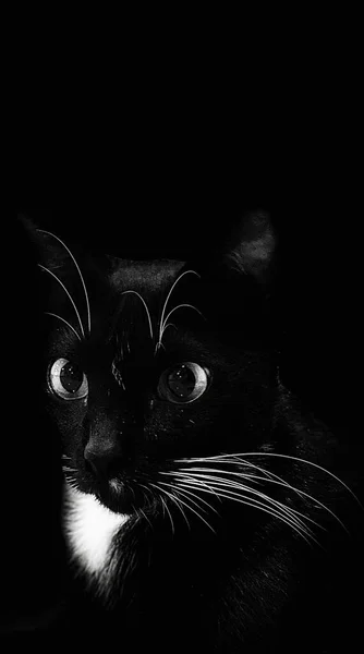 Retrato Blanco Negro Hermoso Gato Sobre Fondo Oscuro Primer Plano —  Fotos de Stock