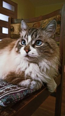 Kedi tahta sandalyede oturuyor.