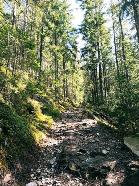 Ormanda bir yaz. İzler yeşil çimlere gidiyor. Karpat Dağları