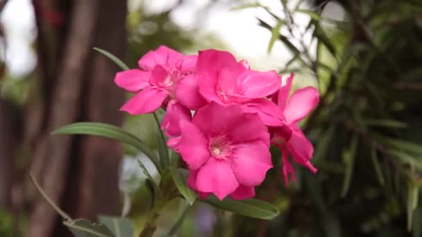 Closeup Pink Flowers Blur Background Flower Pink — Stock Video
