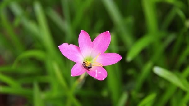 Fiori Rosa Che Fioriscono Mattino Sembrano Belli Fiori Rosa Rallentatore — Video Stock