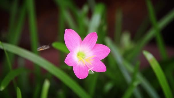 朝に咲くピンク色の花は美しく見えます スローモーションピンクの花 — ストック動画