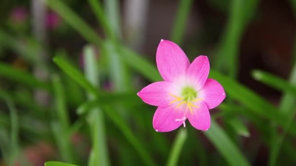 Pink Flowers Bloom Morning Look Beautiful Slow Motion Pink Flowers — Stock Video