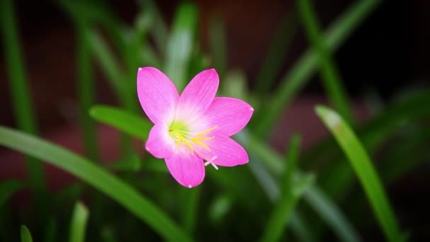 朝に咲くピンク色の花は美しく見えます スローモーションピンクの花 — ストック動画