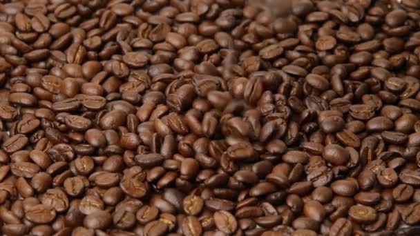 Roasted Coffee Beans Brown Coffee Bean — Stockvideo