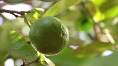 Ağaçta bergamot yakın çekim 