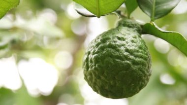 Ağaçta bergamot yakın çekim 