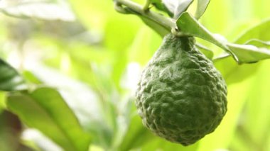 Ağaçta bergamot yakın çekim 