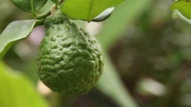 Ağaçta bergamot yakın çekim 