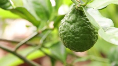 Ağaçta bergamot yakın çekim 