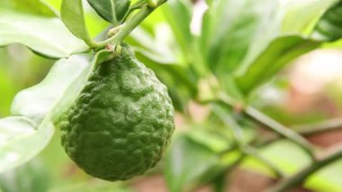 Ağaçta bergamot yakın çekim 