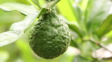 Ağaçta bergamot yakın çekim 
