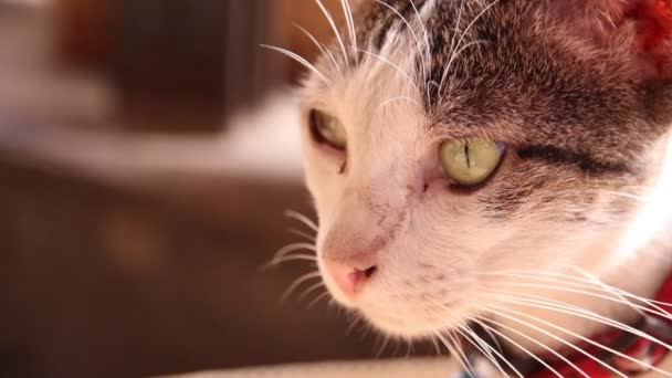 Yaklaş Kediye Göz Kedisine — Stok video
