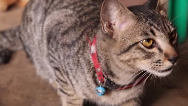 Κοντινό Πλάνο Γάτας Ματιού Γάτας — Αρχείο Βίντεο