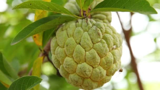 Closeup Custard Apple — Stock video