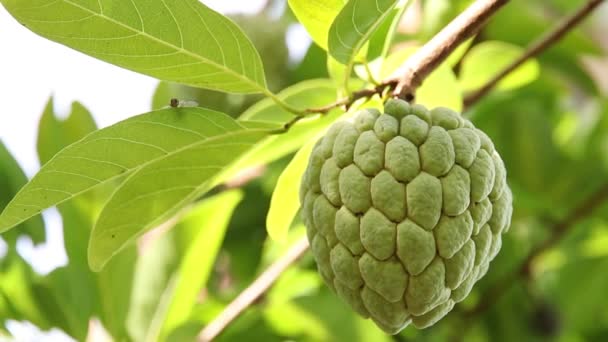 Closeup Custard Apple — Stock video