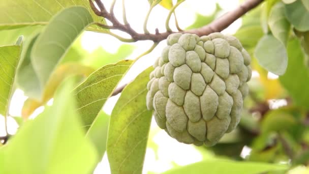 Closeup Custard Apple — Stock video