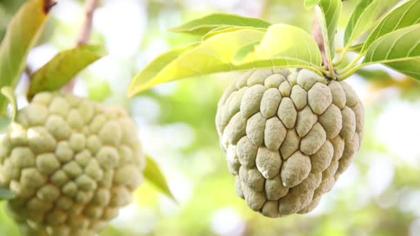 Closeup Custard Apple — Stock video