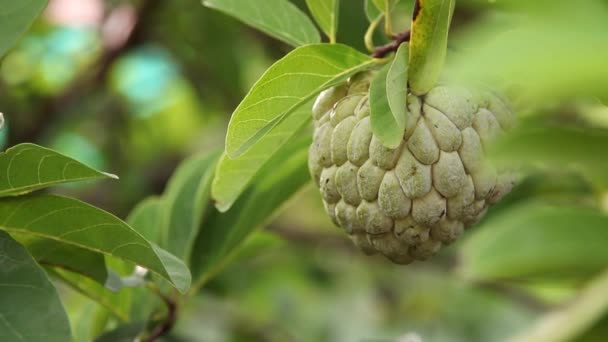 Closeup Custard Apple — Stock Video