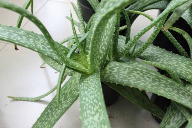 Aloe Vera sağlıklı cilt koruması, doğal tıp ve sağlık hizmetleri ekiyor. Organik dilimlenmiş aloe vera yaprağı ve jel hassas cilt için doğal organik kozmetik malzemeler, alternatif tıp. Cilt bakımı kavramı 