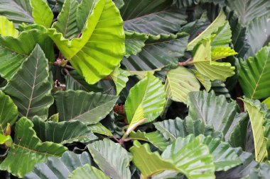 Koyu yeşilimsi geniş yapraklı güzel bir dalın manzarası. Koyu yeşil yaprakların güzel manzarası. Güzel koyu yeşilimsi geniş yapraklı drone manzarası