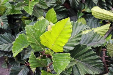 Koyu yeşilimsi geniş yapraklı güzel bir dalın manzarası. Koyu yeşil yaprakların güzel manzarası. Güzel koyu yeşilimsi geniş yapraklı drone manzarası