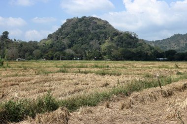 Sarı çeltik tarlası kayalık dağın önünde hasat edildikten sonra