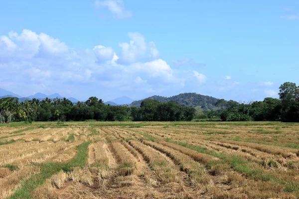 Gelbe Reisfelder Nach Der Ernte Vor Felsigem Berg — Stockfoto