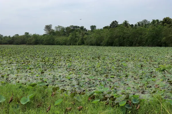 Bergpanorama Met Meer Bos Blauwe Lucht — Stockfoto