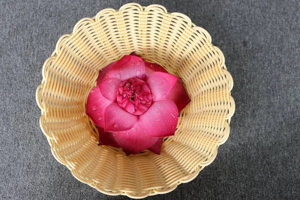 Hasır bir tencerede çok güzel bir nilüfer çiçeği