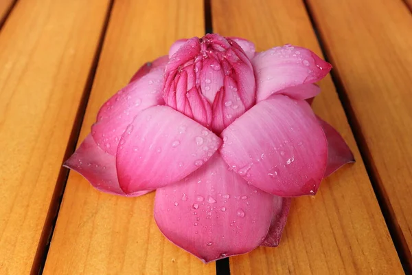 Beautiful pink Lotus close-up . Beautiful lotus on wooden background