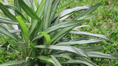 Slow Motion Nature Video Footage . Nature plants slow moving video. Green leaf on top of the tree