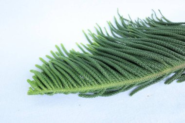 Green color pinus leaves on white background
