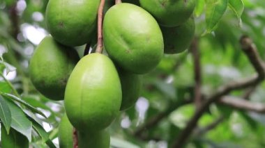 Bad cholesterol prevention green healthy fruits natural view video. Iron fruits, healthy fruits