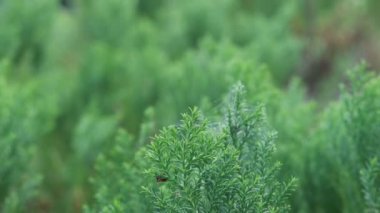 Nature plants slow moving video. Green leaf on top of the tree