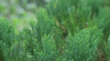 Nature plants slow moving video. Green leaf on top of the tree