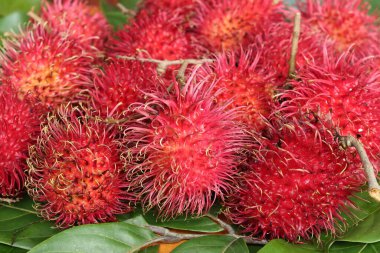 Ahşap zemin üzerinde kırmızımsı meyve koleksiyonu