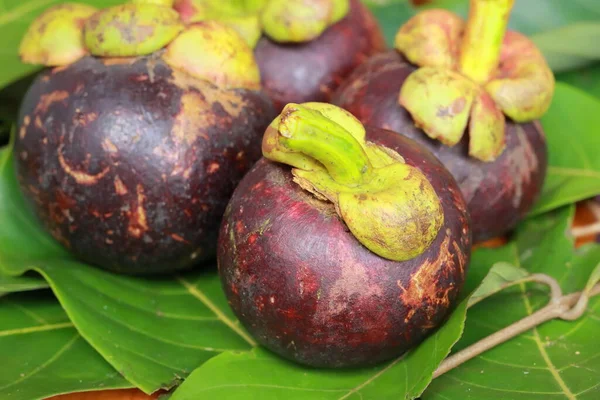 Yeşil yapraklı mor mangosteen meyvesi. Kanser koruması meyveleri