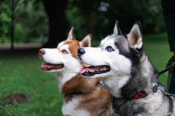 Two Huskies Walk — Stock Photo, Image