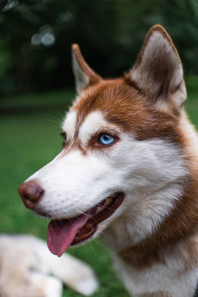 Rusovlasý Husky Přírodě — Stock fotografie