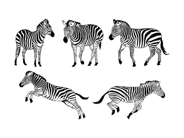 Set Zebras Silhouette Isolated White Background Vector Illustration — Stock vektor