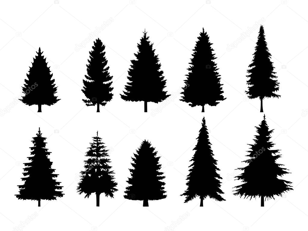 Set of Pine Trees Silhouette Isolated on a white background. Vector Illustration.