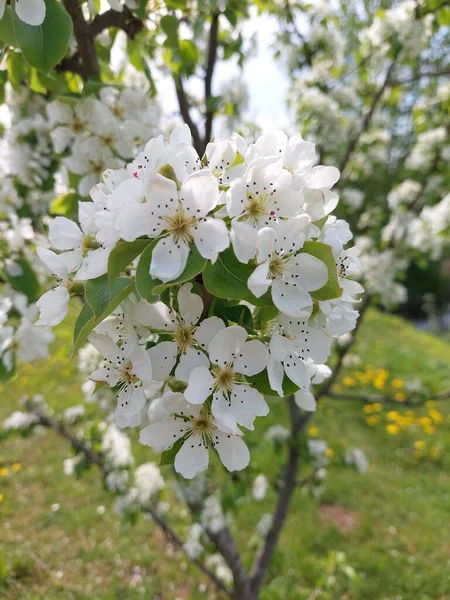 Baharda Bir Ağacın Beyaz Çiçekleri — Stok fotoğraf