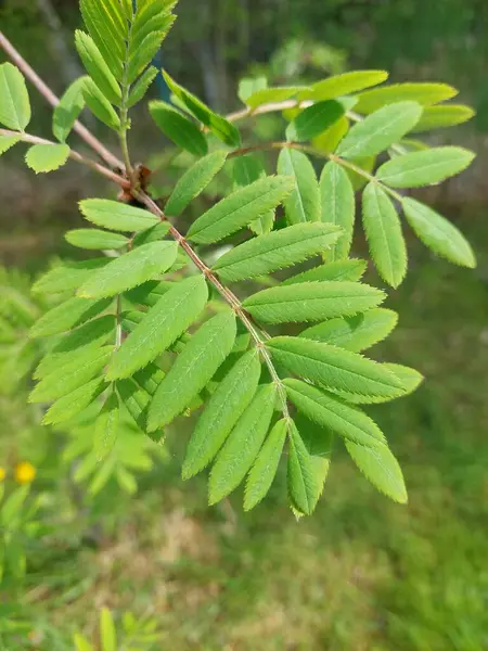 Hojas Verdes Árbol Bosque —  Fotos de Stock