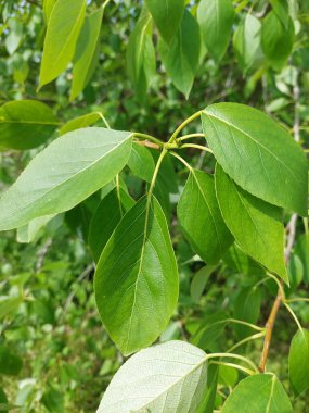 Bahçede yeşil yapraklar