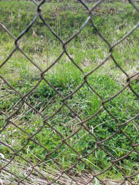 Metal bir çitten bakıyorum.