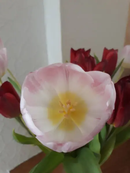 Mooie Bloemen Een Home Vaas — Stockfoto