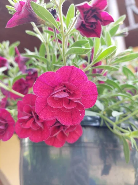Mooie Roze Bloemen Een Pot Een Houten Achtergrond — Stockfoto