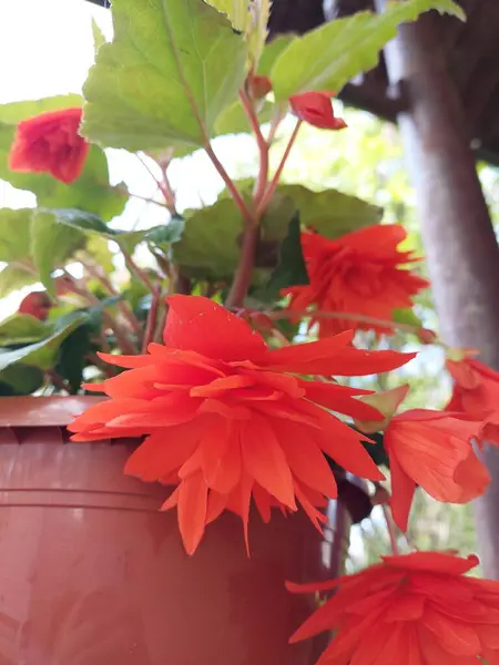 Mooie Oranje Bloemen Een Pot — Stockfoto